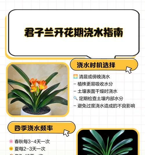 阳光下的君子兰怎么养护？君子兰在强光下的养护技巧是什么？