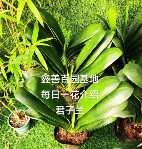 阳光下的君子兰怎么养护？君子兰在强光下的养护技巧是什么？