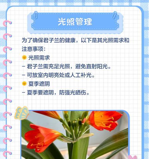 阳光下的君子兰怎么养护？君子兰在强光下的养护技巧是什么？