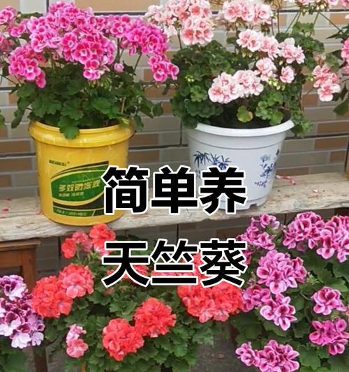 天竺葵老桩开花秘诀？如何养护以促进开花？