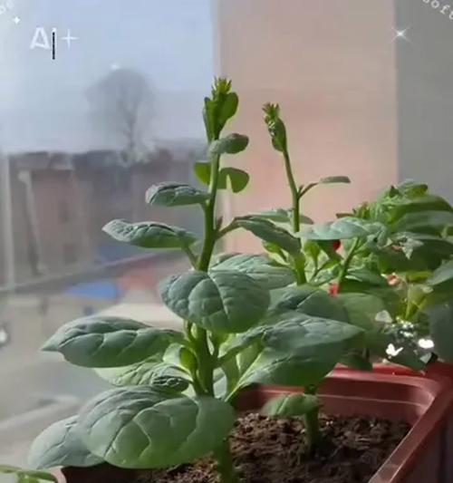 木耳菜苗浇水正确方法是什么？如何正确浇水？