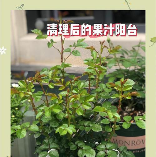 爬藤月季打叶子的正确方法是什么？