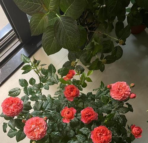 阳台摆放哪种花最合适？