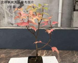 红枫盆景订单怎么做？流程是怎样的？