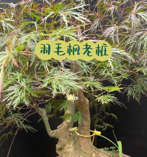 红枫盆景订单怎么做？流程是怎样的？