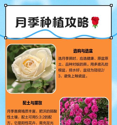 月季种子如何辨认？怎样正确挑选优质种子？