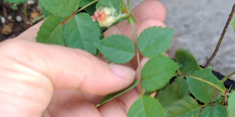 月季种子如何辨认？怎样正确挑选优质种子？