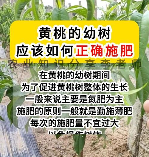 果树自制钙肥肥料的方法是什么？