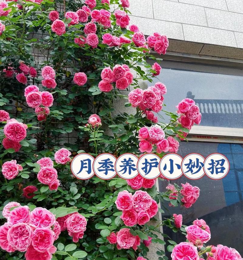 月季的最佳养护方法是什么？