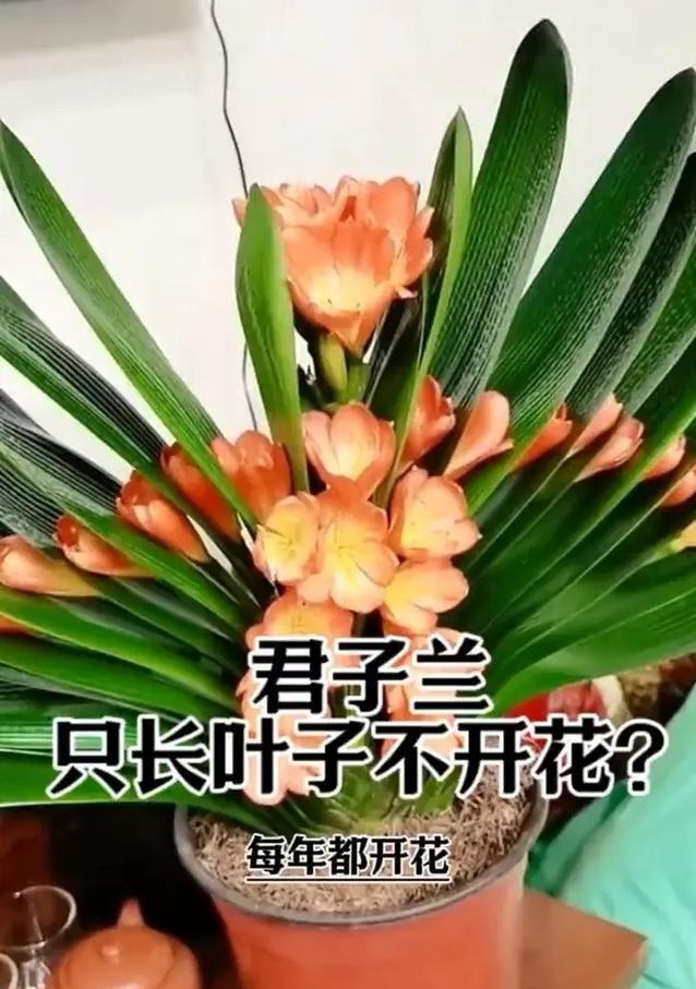 波兰球养护君子兰的方法是什么？