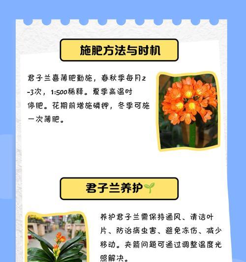 波兰球养护君子兰的方法是什么？