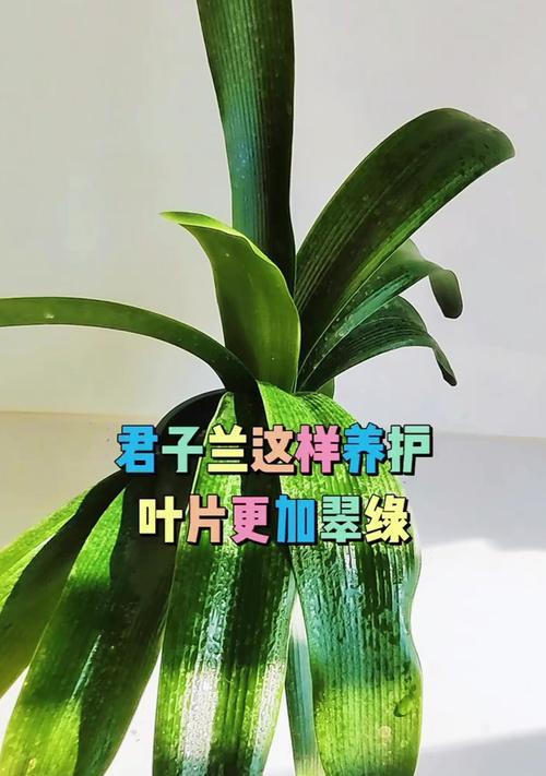 波兰球养护君子兰的方法是什么？
