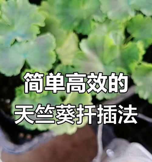 天竺葵小苗发芽后如何处理？有哪些处理方法？