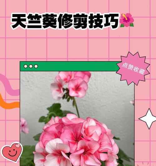 天竺葵小苗发芽后如何处理？有哪些处理方法？