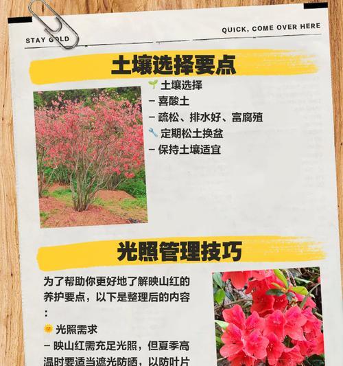 映山红叶子发黄干枯的解决方法是什么？