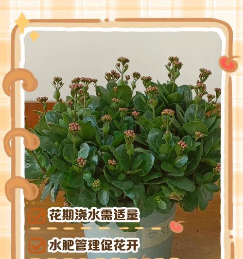 如何简单给花浇水？最便捷的浇水方法是什么？