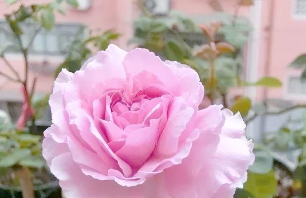 伊芙月季束花怎么养？如何使其花朵饱满？