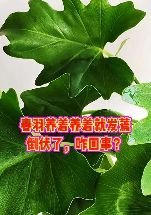 春羽叶子发黄蔫了怎么回事？如何及时拯救？