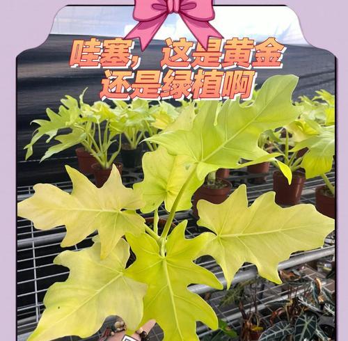 春羽叶子发黄蔫了怎么回事？如何及时拯救？