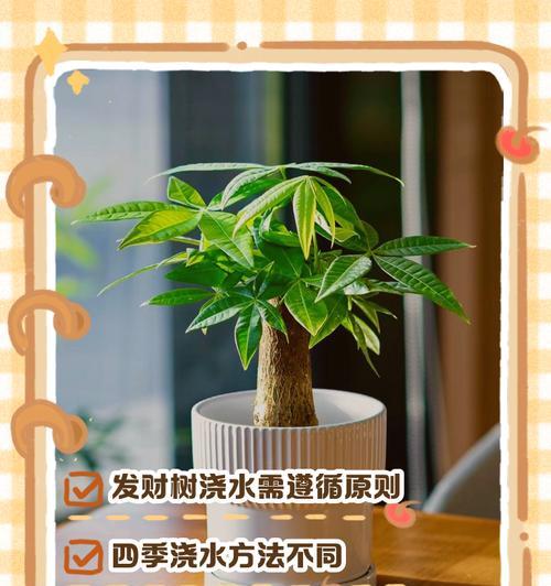 梅豆正确的浇水方法是什么？