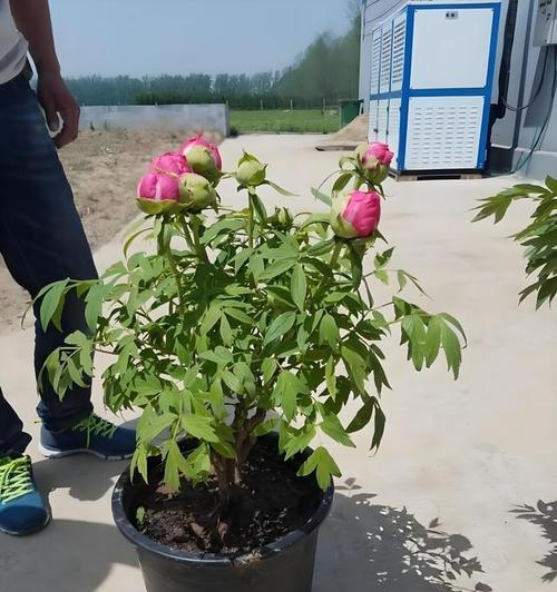 梅豆正确的浇水方法是什么？