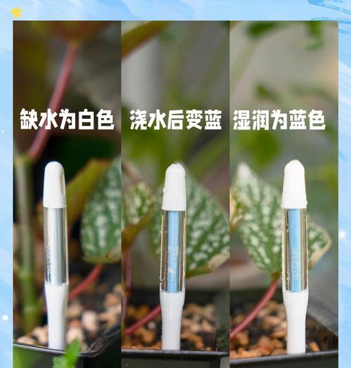 梅豆正确的浇水方法是什么？