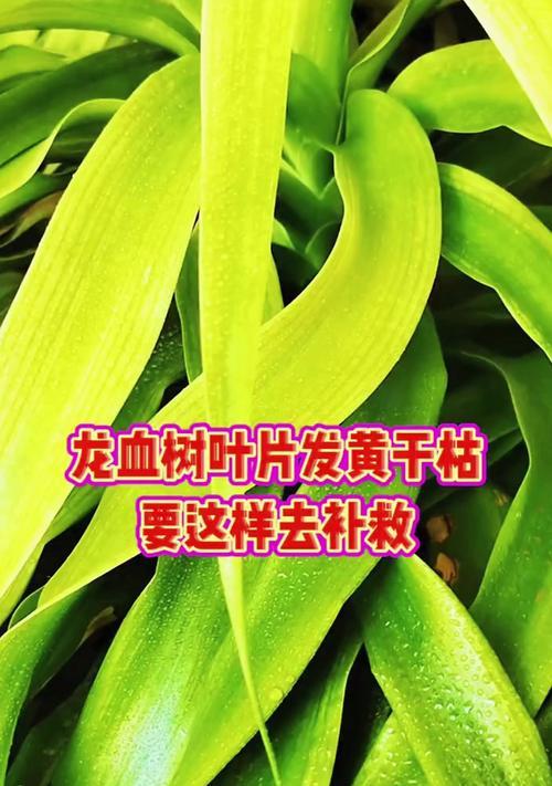 龙血树春天叶子发黄是怎么回事？春季养护与常见问题解决？