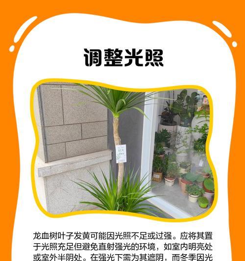 龙血树春天叶子发黄是怎么回事？春季养护与常见问题解决？