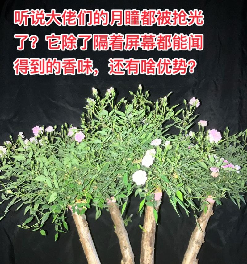 刺梨微型盆景的养殖方法是什么？
