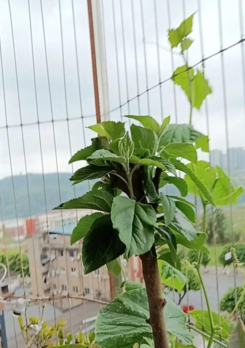 刺梨微型盆景的养殖方法是什么？