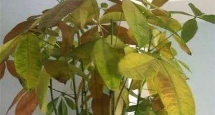 三叶草叶子干枯发黄的原因及处理方法是什么？
