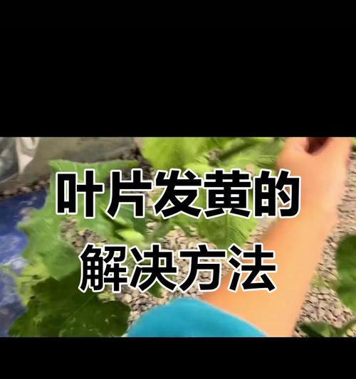 三叶草叶子干枯发黄的原因及处理方法是什么？