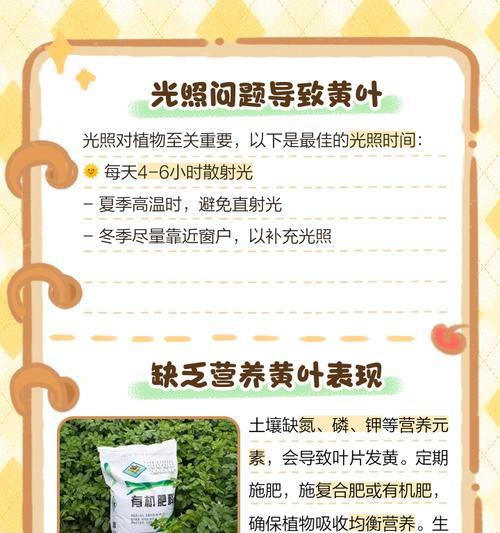 三叶草叶子干枯发黄的原因及处理方法是什么？