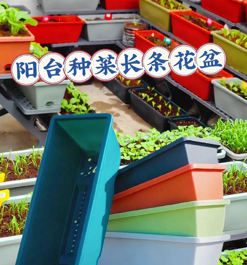 阳台方形花盆适合种植哪些花卉？