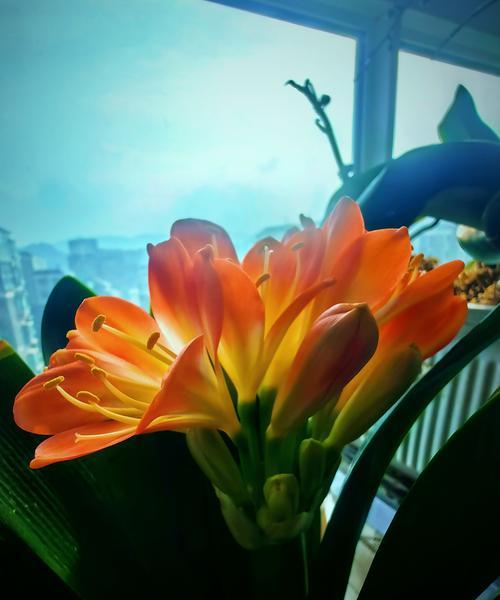 君子兰毛兰串开花是什么样子？如何促进开花？