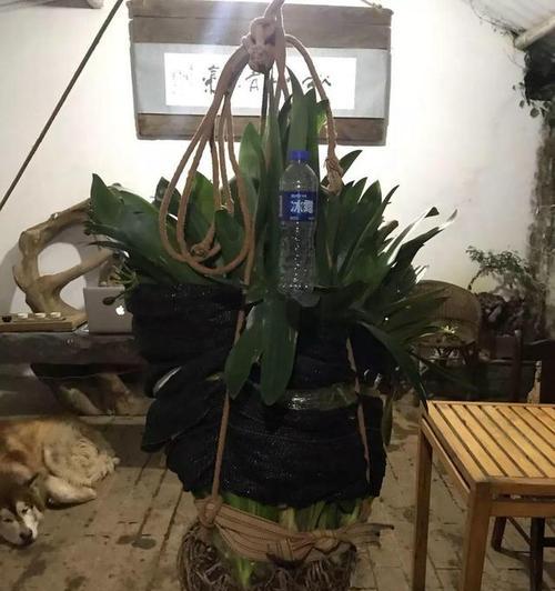 君子兰毛兰串开花是什么样子？如何促进开花？