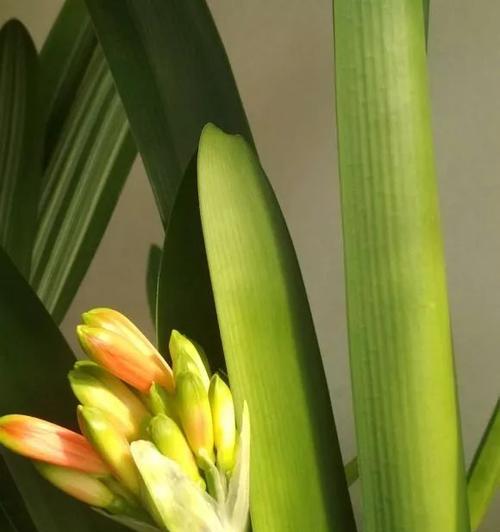 君子兰毛兰串开花是什么样子？如何促进开花？
