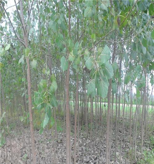 杨树下适合种植哪些观赏植物？