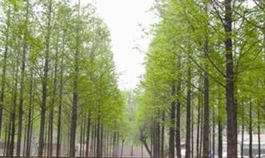 杨树下适合种植哪些观赏植物？