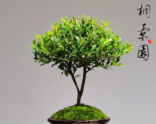 迷你盆栽中观赏植物的种类有哪些？
