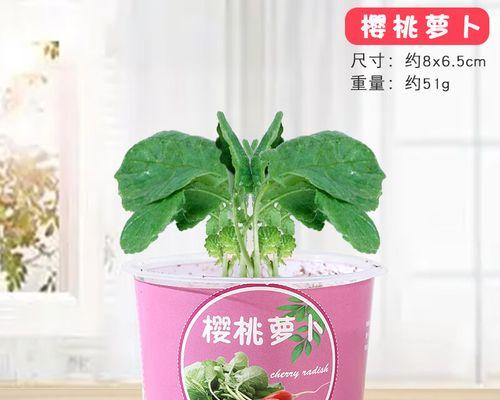 迷你盆栽中观赏植物的种类有哪些？