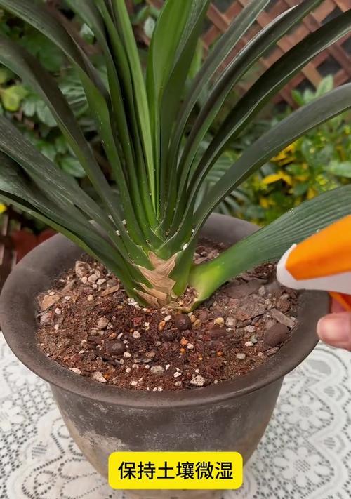 君子兰小石粒种植方法是什么？需要注意什么？