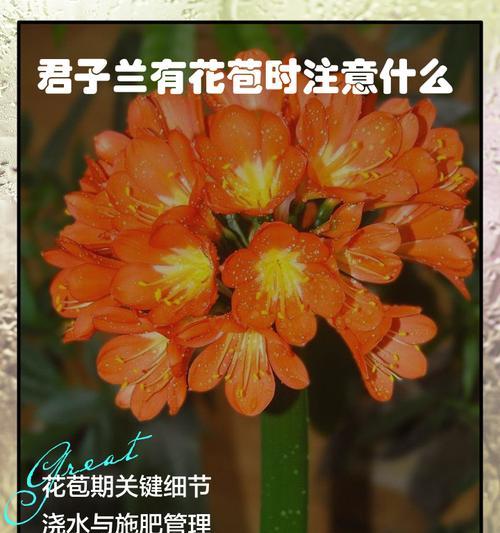 君子兰小石粒种植方法是什么？需要注意什么？