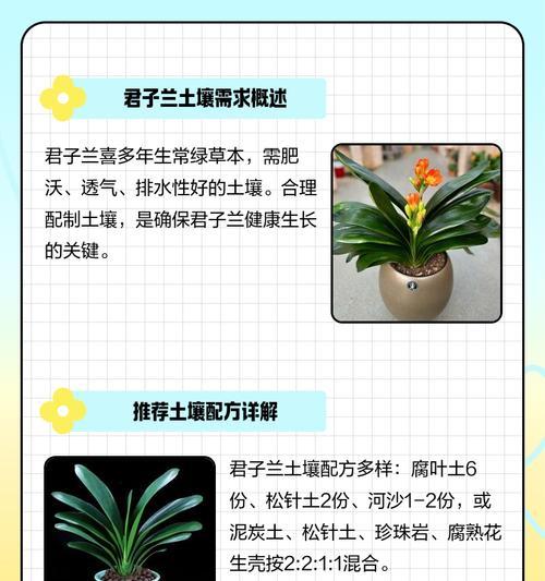 君子兰小石粒种植方法是什么？需要注意什么？