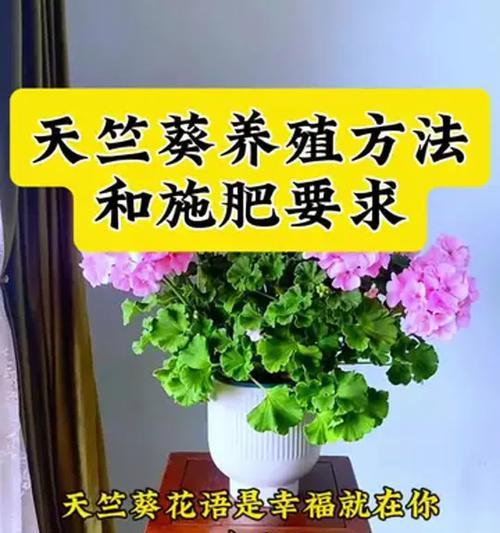 多品种天竺葵盆栽养护要点是什么？