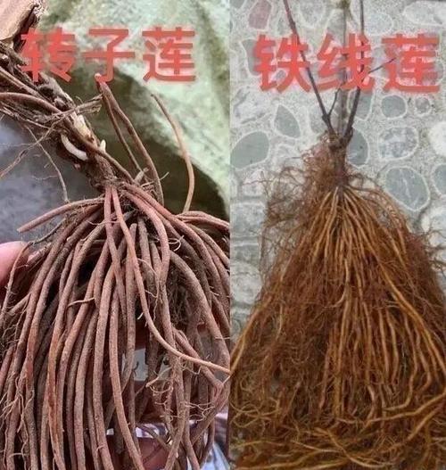 铁线莲根水培应该注意哪些事项？