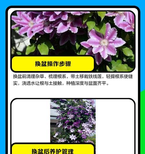铁线莲根水培应该注意哪些事项？