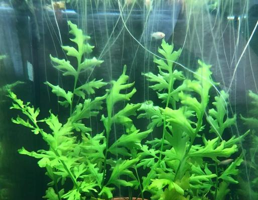 哪些水生植物生长速度最快？如何快速繁殖？