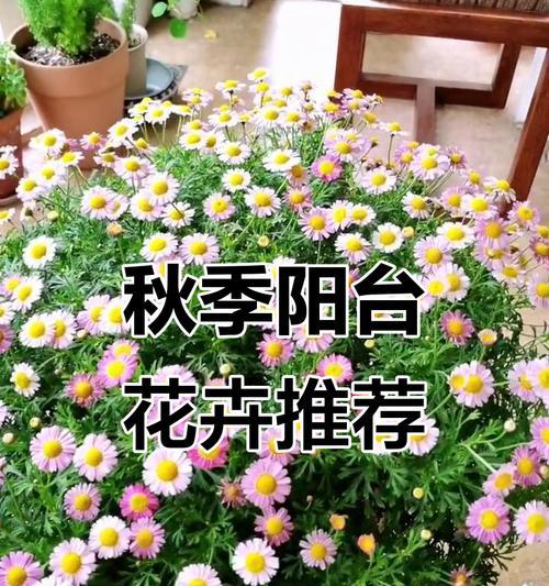 秋天不爱家阳台种什么花最合适？