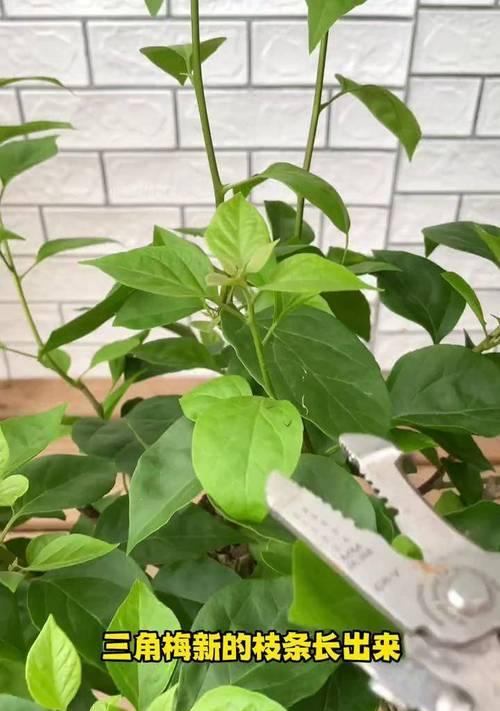 三角梅老桩如何催生新芽？